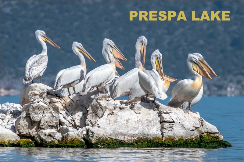 Pelikany - Jezioro Prespa – Magnes żywiczny - obrazek 2