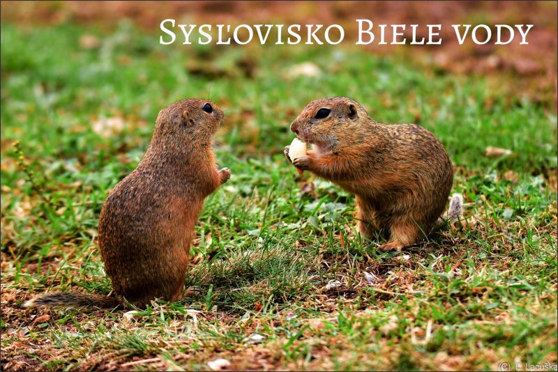 Sysľovisko Biele vody – Magnes żywiczny - obrazek 2