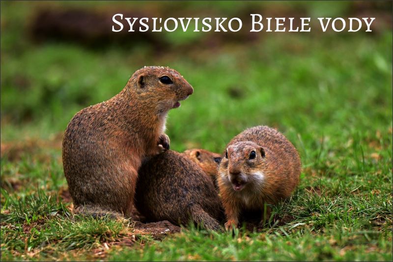 Sysľovisko Biele vody II – Magnes żywiczny - obrazek 2