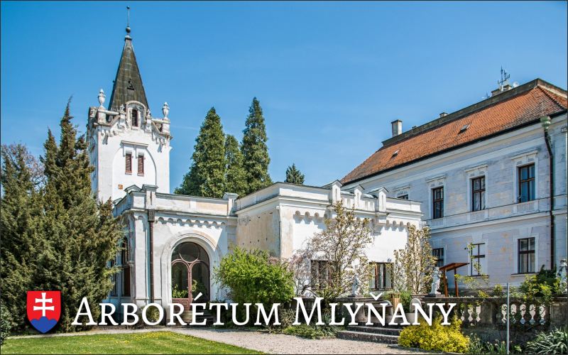 Arboretum Mlyňany II. – Magnes żywiczny - obrazek 2