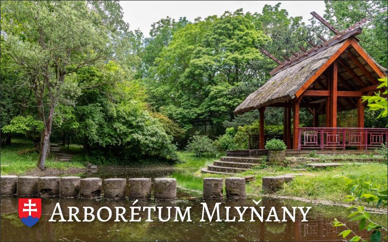 Arboretum Mlyňany IV. – Magnes żywiczny - obrazek 2