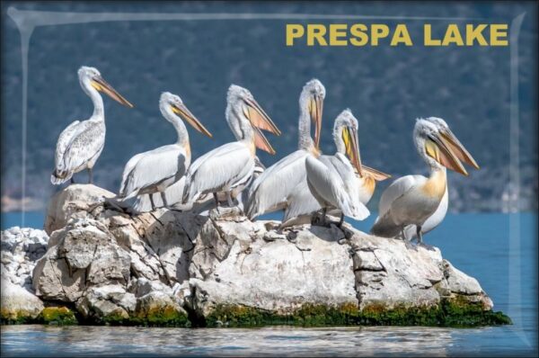 Pelikany - Jezioro Prespa – Magnes żywiczny