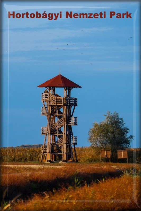 Živicová magnetka - Hortobágyi Národný park II