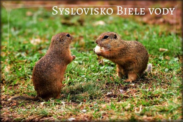 Sysľovisko Biele vody – Magnes żywiczny