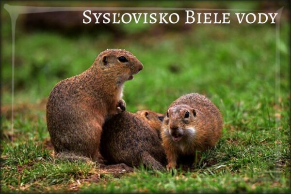 Sysľovisko Biele vody II – Magnes żywiczny
