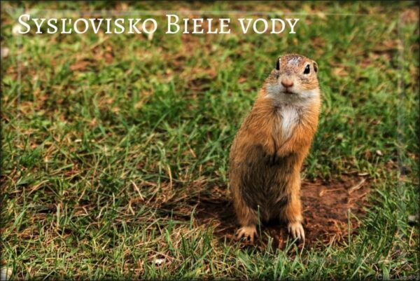 Sysľovisko Biele vody III – Magnes żywiczny