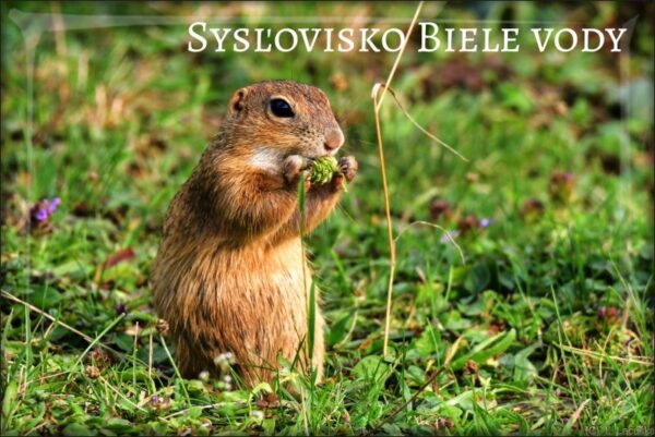 Sysľovisko Biele vody IV – Magnes żywiczny