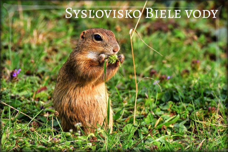 Živicová magnetka - Sysľovisko Biele vody IV