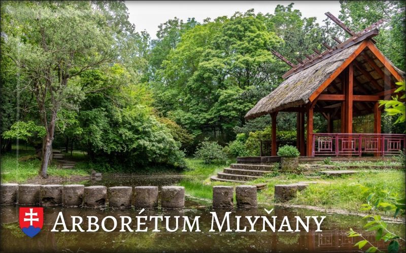 Arboretum Mlyňany IV. – Magnes żywiczny
